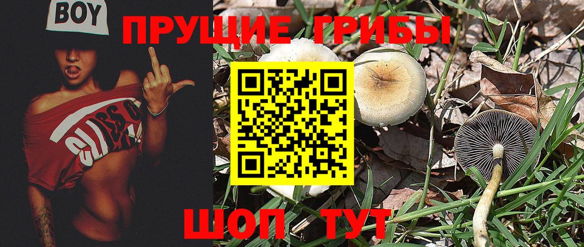 Псилоцибиновые грибы Psilocybine cubensis  Вход с VPN  Химки 