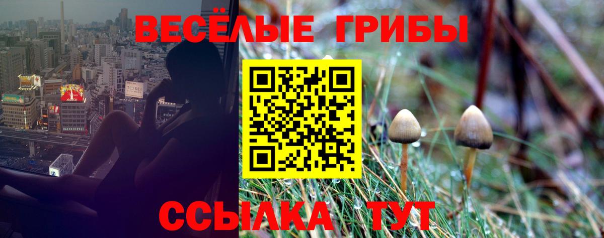 Псилоцибиновые грибы Psilocybine cubensis Химки